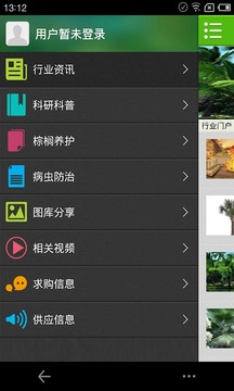 棕榈